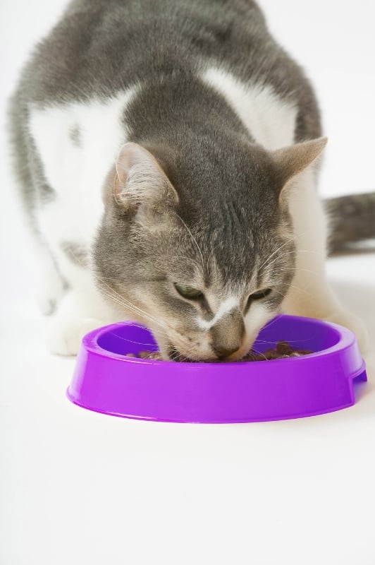 Cat foods need the perfect combination of great flavour <a href=